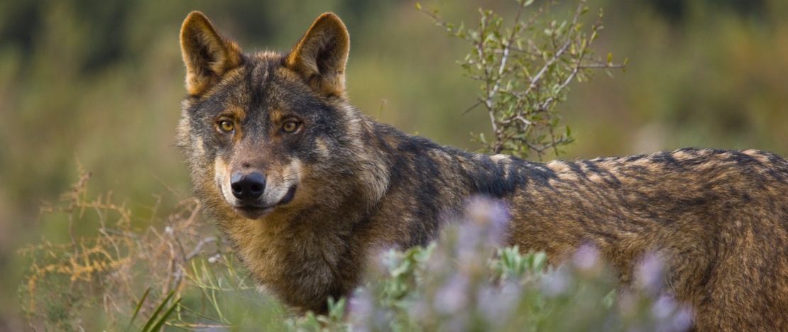 Lupo iberico (Canis lupus signatus) nell’area di Zamora