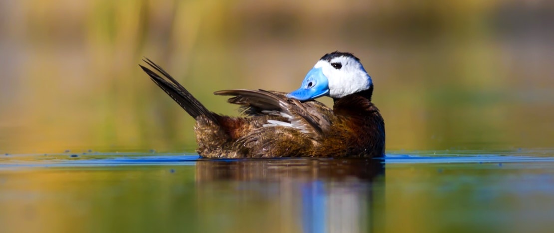 White-headed duck