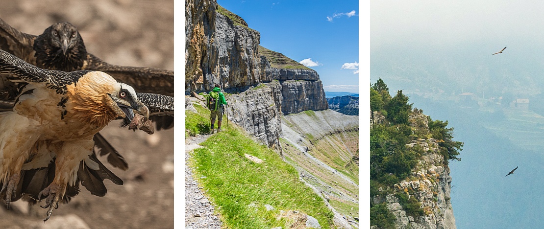 Left: Bearded Vulture/Centre: Hiker touring the “Faja de las flores”, in the Ordesa y Monte Perdido National Park, Huesca/Right: Bearded vulture flying over Monte Perdido, Huesca