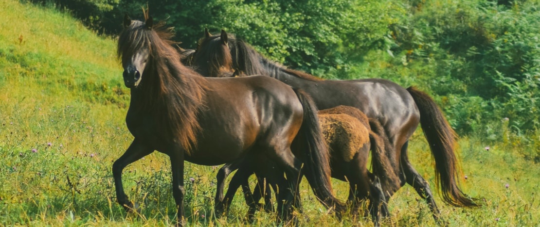 Group of asturcones in nature