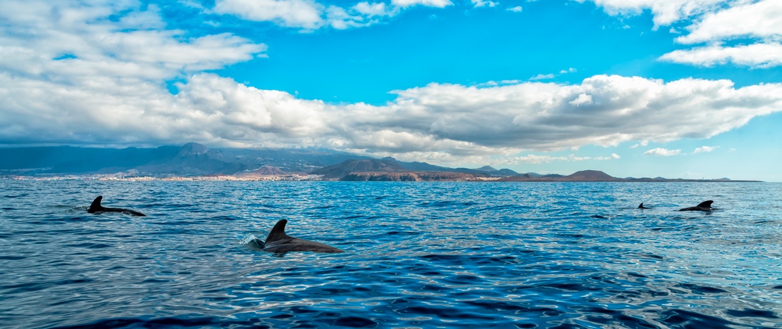 Ballenas piloto en la costa de Tenerife, Islas Canarias