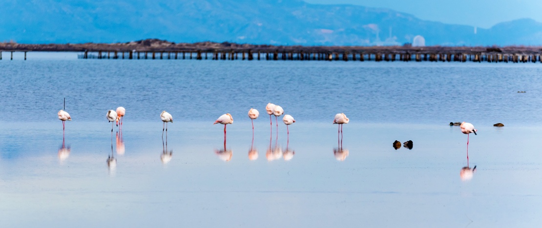 Un gruppo di fenicotteri (Phoenicopterus) nel delta dell’Ebro, Tarragona