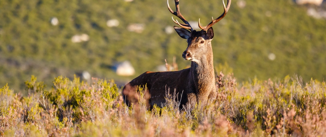 Cervo comune (Cervus elaphus) nel parco nazionale di Cabañeros, Ciudad Real