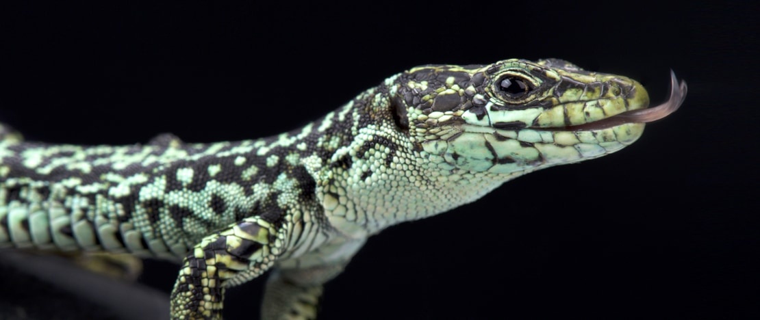 Cyren's rock lizard