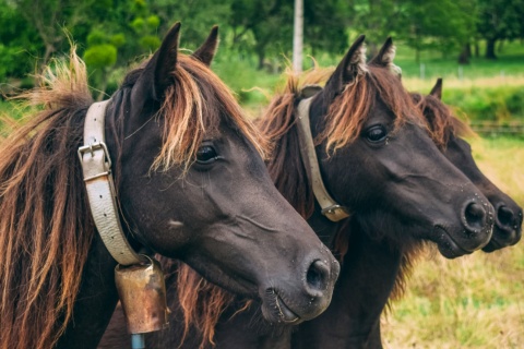 Group of asturcones