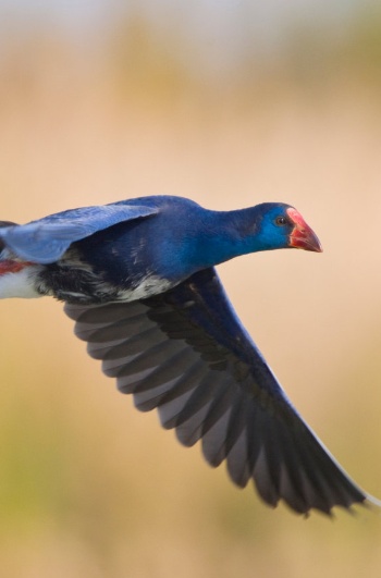 Un pollo sultano comune nelle paludi del Parco nazionale di Doñana a Huelva, Andalusia