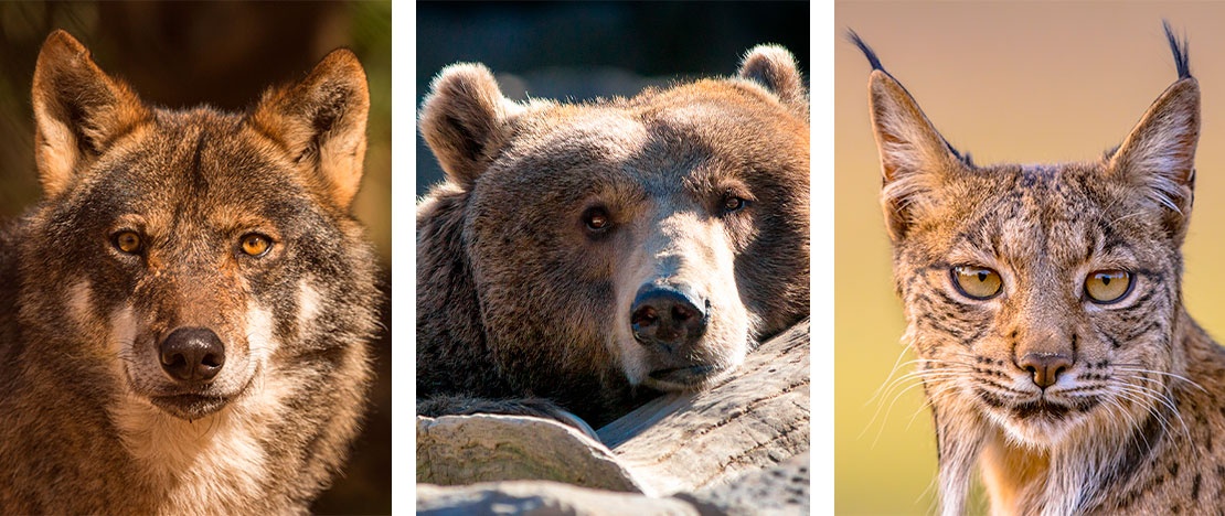 Izquierda: Lobo ibérico / Centro: Oso pardo / Derecha: Lince ibérico