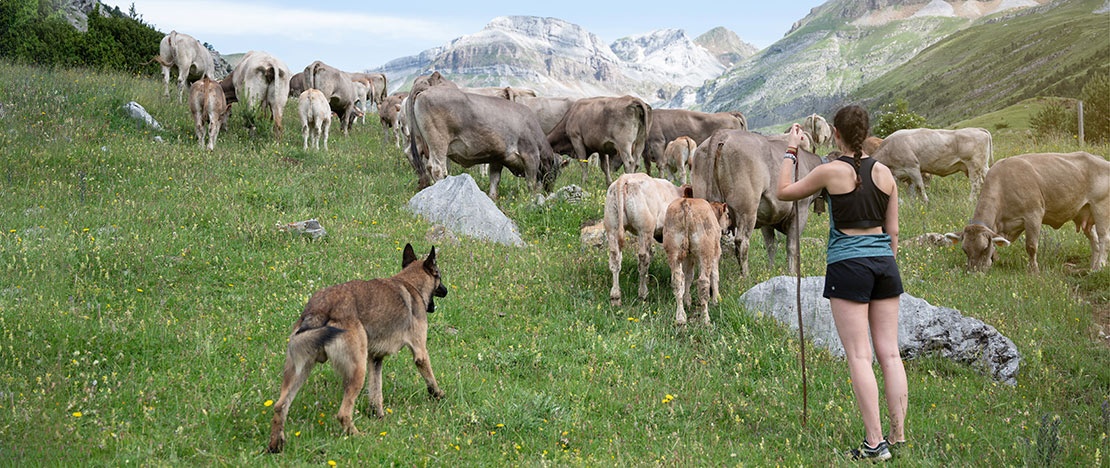 Turista con un rebaño de vacas en el Pirineo