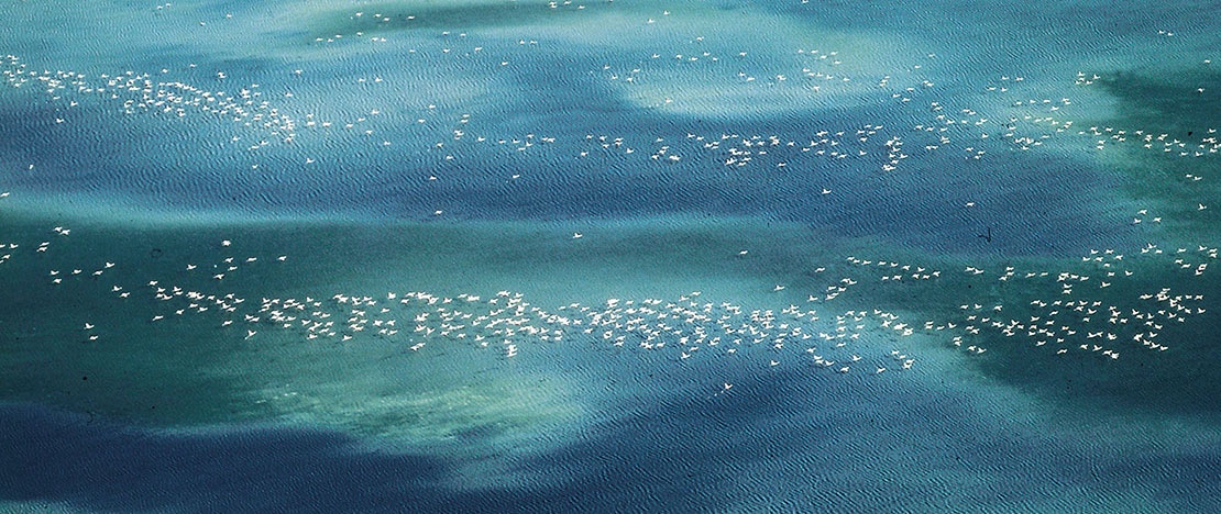 Marismas repletas de aves en el Parque Nacional de Doñana, Andalucí