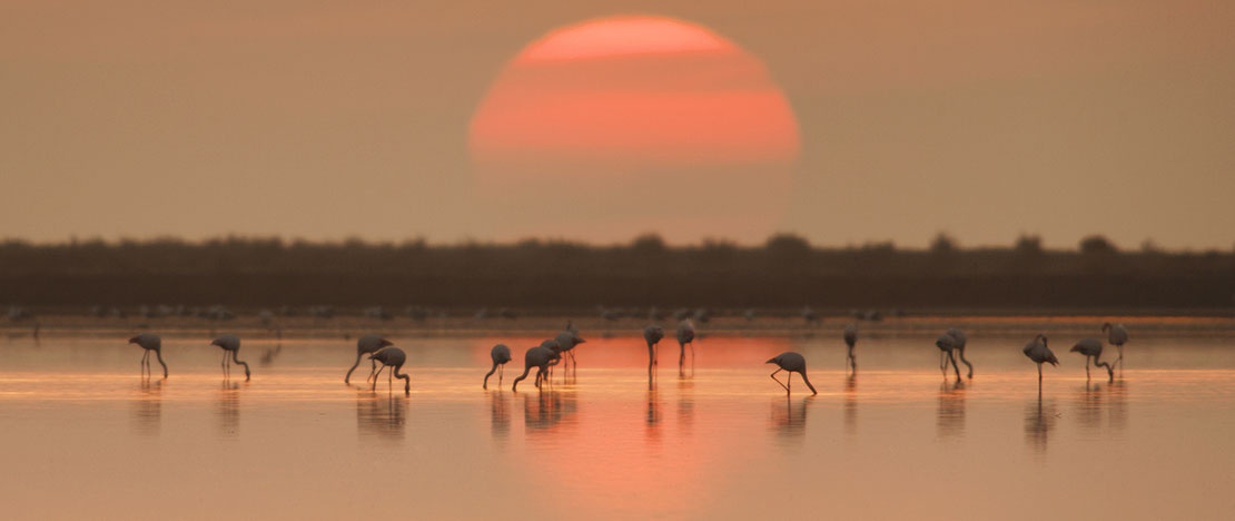 Flamencos en el Delta de Ebro en Tarragona, Cataluña