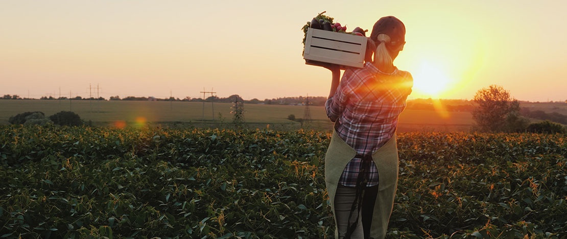 Turista en la huerta al atardecer