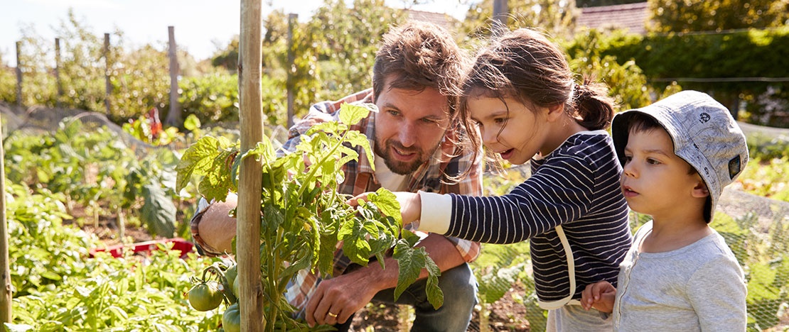 Familia observando unas ramas con tomates en la huerta